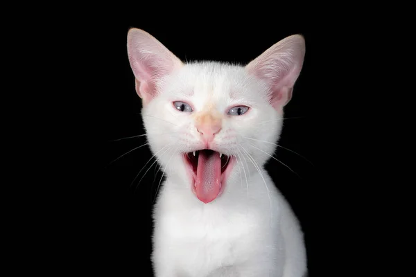 Lustiges Porträt einer glücklich lächelnden Katze, die mit geöffnetem Mund und großen Augen auf einem isolierten schwarzen Hintergrund starrt — Stockfoto