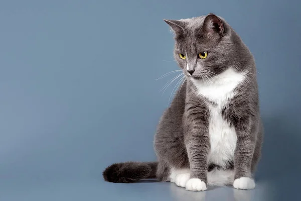 Grå kattunge isolerad på en grå bakgrund. — Stockfoto