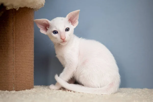 Oriental shorthair cat sitting and watching, white animal pet, domestic kitty, purebred Cornish Rex. Copy space. — Stock Photo, Image