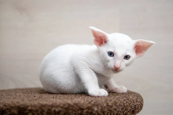 Orientalny kot siedzący i oglądający, biały zwierzak, kotek domowy, rasowy Cornish Rex. Przestrzeń kopiowania. — Zdjęcie stockowe