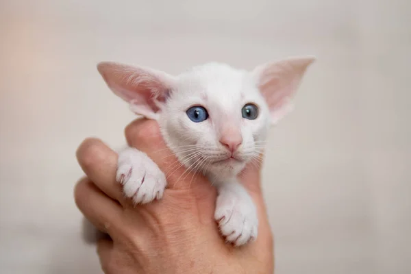 Oriental shorthair cat sitting and watching, white animal pet, domestic kitty, purebred Cornish Rex. Copy space. — Stock Photo, Image