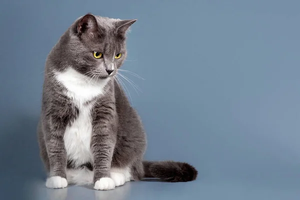 Grå kattunge isolerad på en grå bakgrund. — Stockfoto