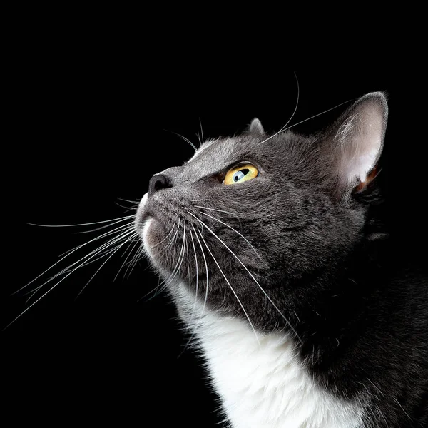 Сірий кіт ізольований чорний фон — стокове фото
