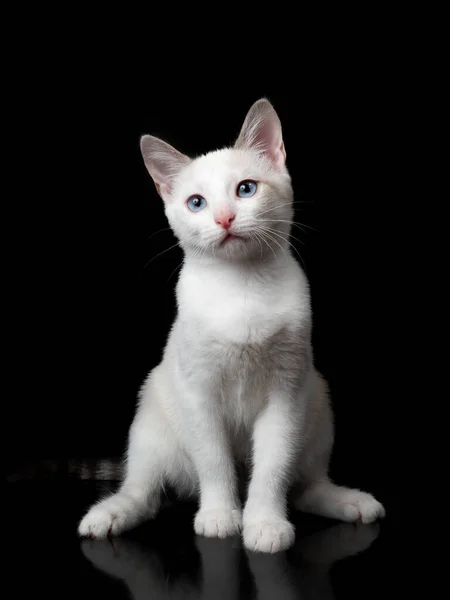 Closeup pequeno bonito branco gatinho isolado no fundo preto — Fotografia de Stock