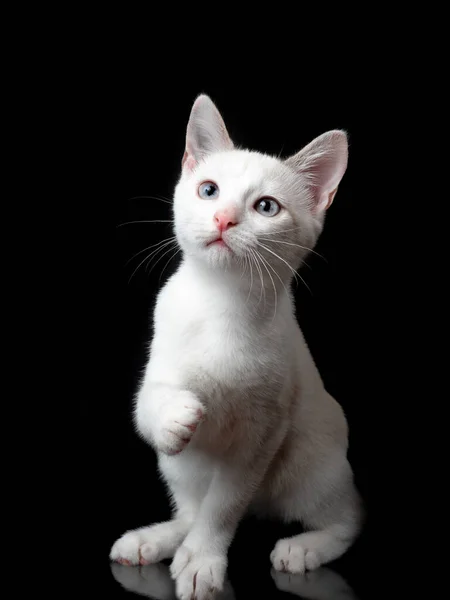 Nahaufnahme Kleines süßes weißes Kätzchen isoliert auf schwarzem Hintergrund — Stockfoto
