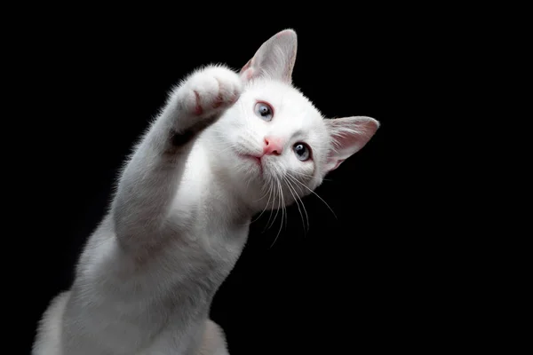 Nahaufnahme Kleines süßes weißes Kätzchen isoliert auf schwarzem Hintergrund — Stockfoto