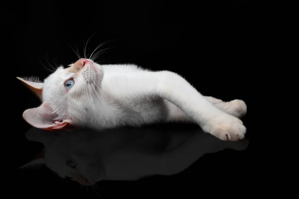 Biały kot leżący i odizolowany na czarnym tle — Zdjęcie stockowe