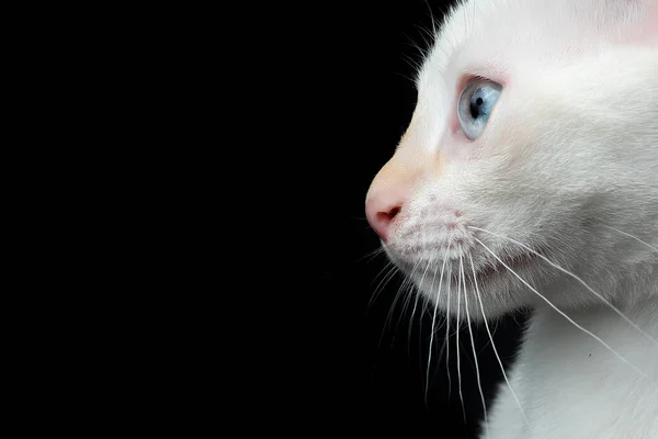 Nahaufnahme weißes Katzengesicht in Profilansicht auf dunklem Hintergrund — Stockfoto