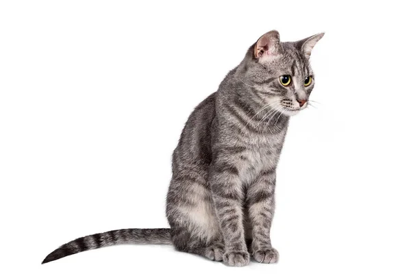 Russian tabby cat isolated on white background — Stock Photo, Image