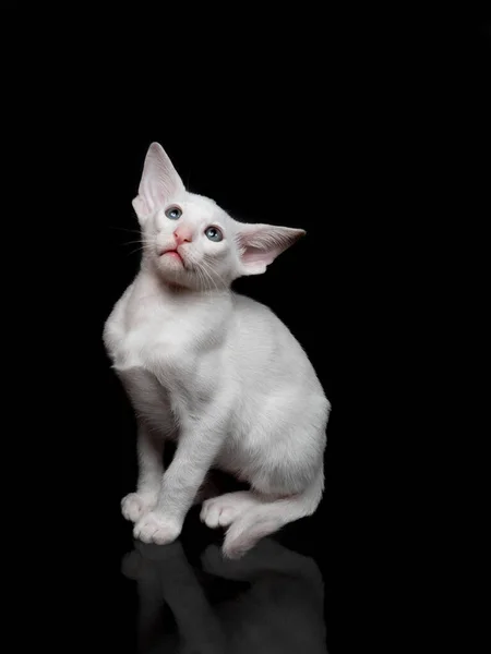 Biały orientalny kotek izolowany na czarnym tle — Zdjęcie stockowe