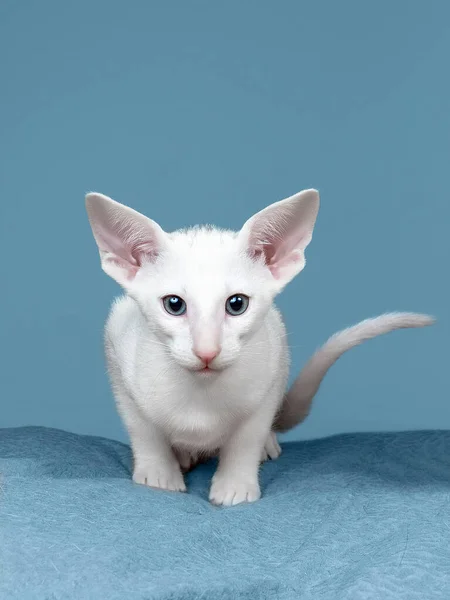 Orientalny kot na niebieskim tle — Zdjęcie stockowe