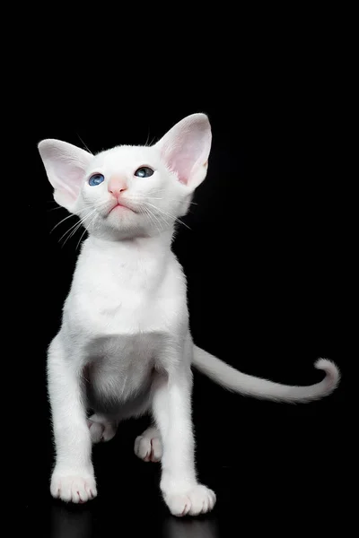 Weiße orientalische Kätzchen isoliert über schwarzem Hintergrund — Stockfoto