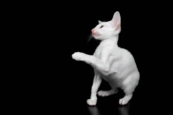 Biały orientalny kotek izolowany na czarnym tle — Zdjęcie stockowe