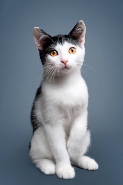 İki aylık, sevimli, iki renkli, kısa saçlı kedi yavrusu portresi. Seçici yumuşak odaklanma. Siyah beyaz kedi