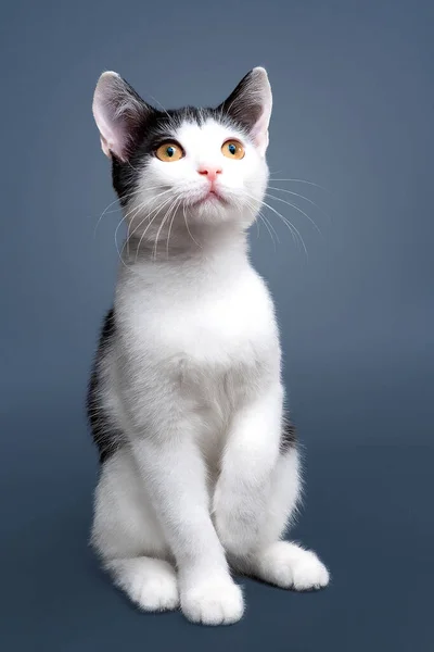 Porträtt av söt bicolor kort hår kattunge av två månader gammal. Selektivt mjukt fokus. svart och vit katt — Stockfoto