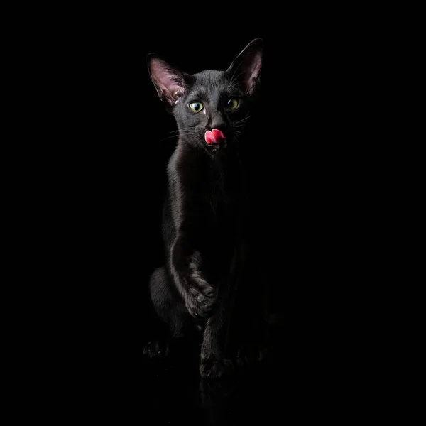 Чорний східний кіт ізольований на чорному тлі. Кіт лиже губи і тягне лапу. квадрат зображення формату — стокове фото