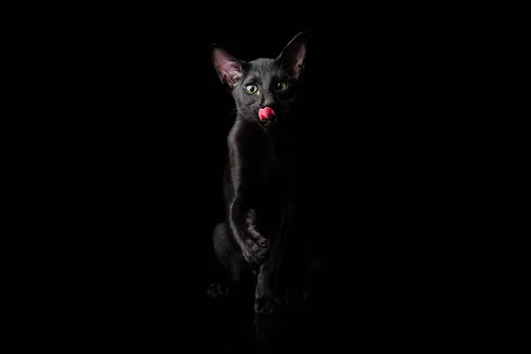 Portrait in center picture black oriental cat isolated over black background. the cat licks its lips and pulls its paw — Stock Photo, Image