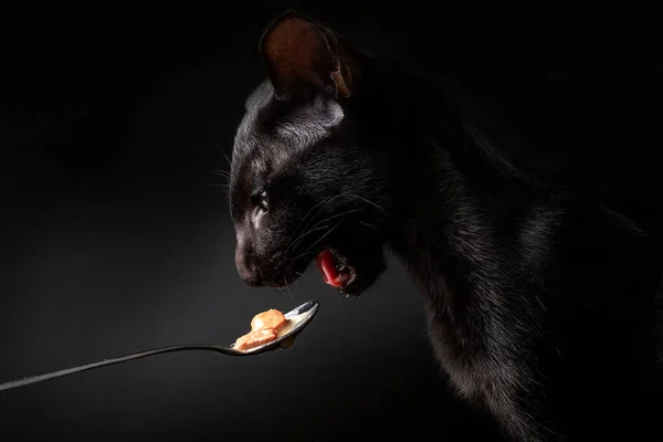 Oriental kitten eat cat food from silver spoon, closeup photo on black background — Stock Photo, Image