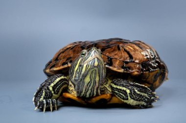 Kırmızı kulaklı Kaypak Trachemys betiği mavi arkaplanda izole edilmiş zarifler.