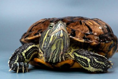 Kırmızı kulaklı Kaypak Trachemys betiği mavi arkaplanda izole edilmiş zarifler.