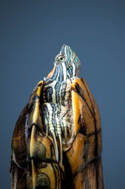 Yan görünüm evcil kaplumbağa kırmızı kulaklı sürgülü veya Trachemys Scrita elegans başını kabuğun altına gizler