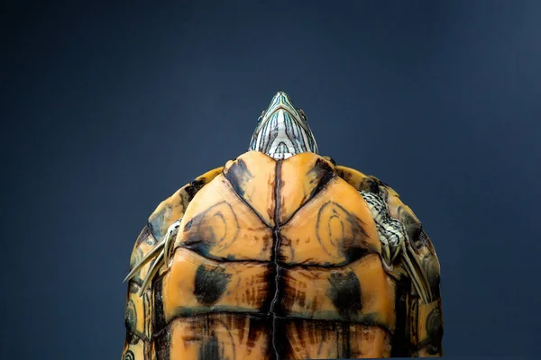 side view pet turtle red-eared slider or Trachemys scripta elegans hides its head under the shell close up