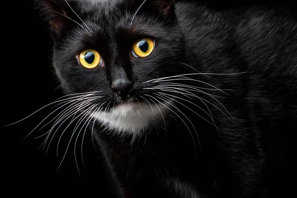 Gato jovem preto, fotografado no Estúdio em um fundo preto. Retrato de perto. Emoções diferentes — Fotografia de Stock