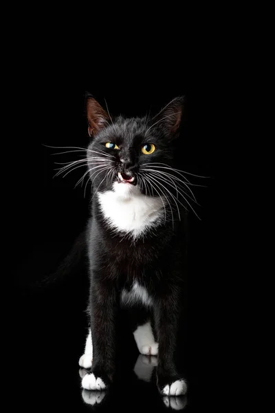 Black young cat, photographed in the Studio on a black background. Closeup portrait. Different emotions — Stock Photo, Image