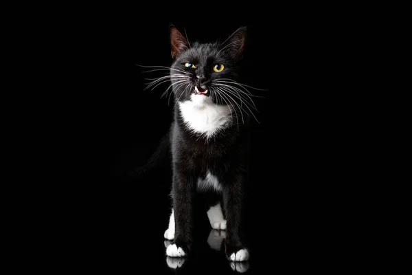 Чорний молодий кіт, сфотографований в студії на чорному тлі. Портрет крупним планом. Різні емоції — стокове фото