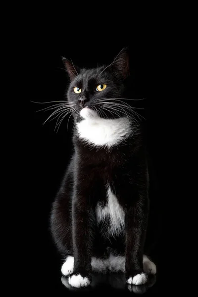 Svart ung katt, fotograferad i studion på en svart bakgrund. Närbild porträtt. Olika känslor — Stockfoto