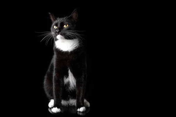 Black young cat, photographed in the Studio on a black background. Closeup portrait. Different emotions — Stock Photo, Image