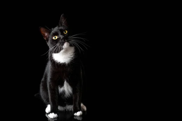 Kara kedi, stüdyoda siyah arka planda fotoğraflanmış. Yakından bir portre. Farklı duygular.