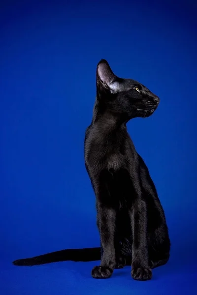 Красива чорна східна кішка ізольована на синьому фоні — стокове фото