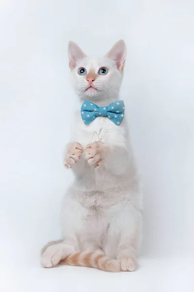 Young white cat looking up, wearing a blue ribbon on white background — Stock Photo, Image