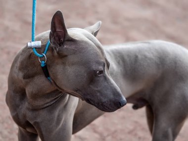 Grey Thai Ridgeback köpeği başının üstünde kal.