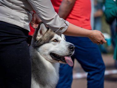 Çekici, gri-beyaz bir Alaska Malamute portresi. Güzel, büyük, dost canlısı kızak köpek cinsi. Güzel kahverengi gözlü dişi bir Malamute..