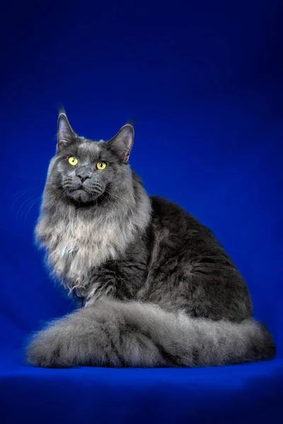 Maine Coon på en blå bakgrund isolerad — Stockfoto