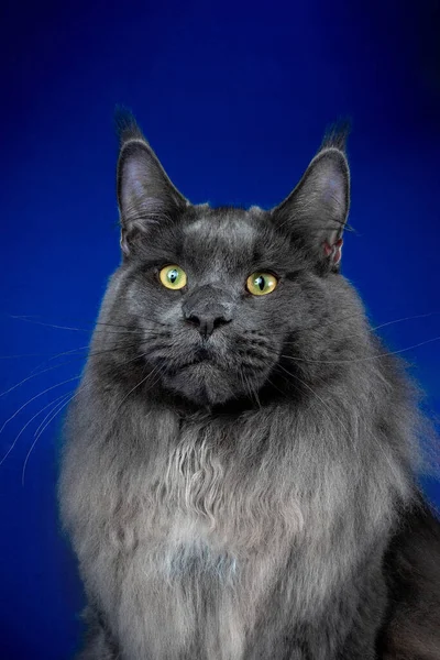 Maine Coon on a blue background isolated — Stock Photo, Image
