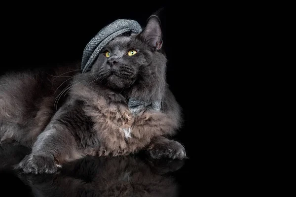 Beautiful maine coon cat in hat — Stock Photo, Image