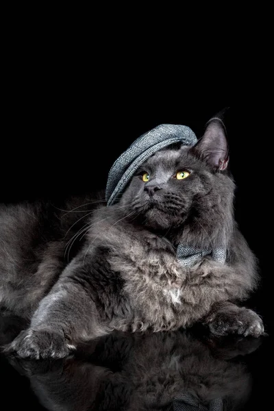 Beautiful maine coon cat in hat — Stock Photo, Image