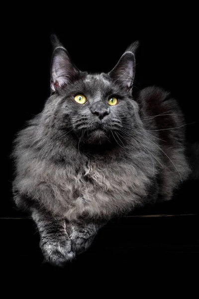 Grå Huvudsaklig Coon Katt Porträtt på en svart bakgrund — Stockfoto