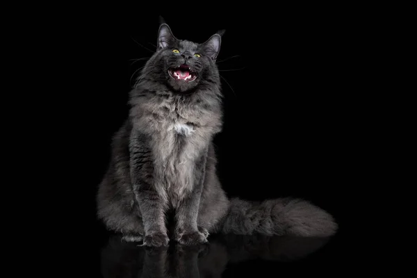 Gray Maine Coon Cat Portret na czarnym tle — Zdjęcie stockowe