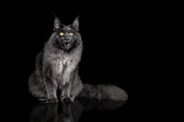 Gray Maine Coon Cat Portret na czarnym tle — Zdjęcie stockowe