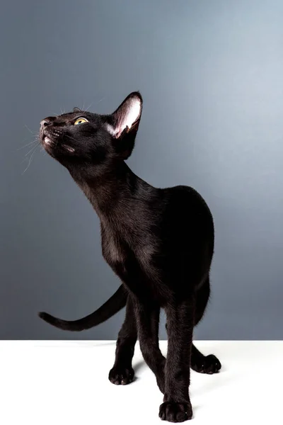 Красива чорна східна кішка ізольована на сірому фоні — стокове фото