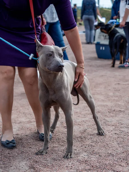 Cinza tailandês Ridgeback cão ficar em sua cabeça — Fotografia de Stock