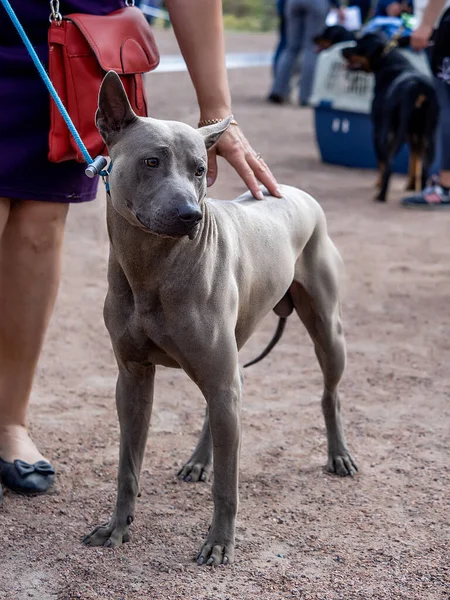 Cinza tailandês Ridgeback cão ficar em sua cabeça — Fotografia de Stock