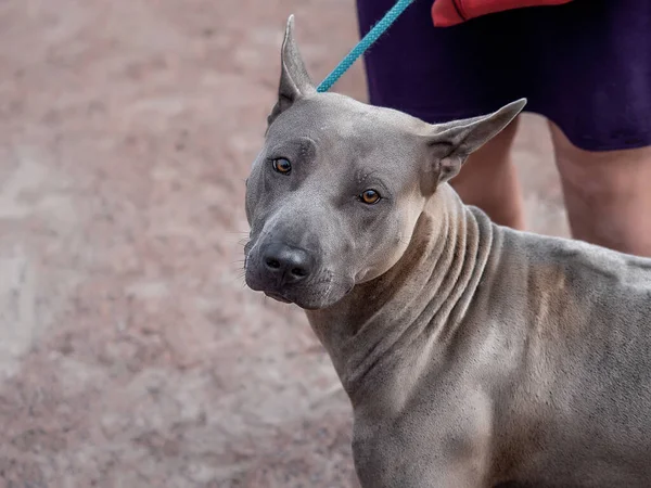 灰色のタイのリッジバック犬は彼の頭の上に滞在 — ストック写真