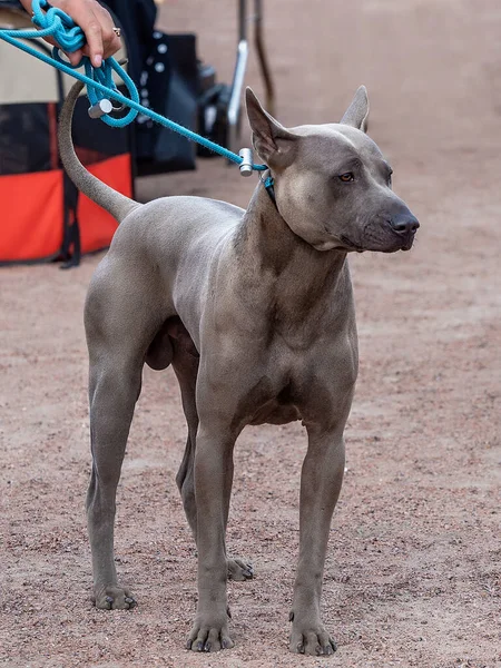 灰色のタイのリッジバック犬は彼の頭の上に滞在 — ストック写真