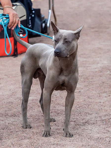 Cinza tailandês Ridgeback cão ficar em sua cabeça — Fotografia de Stock