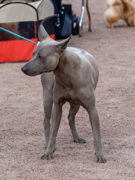 Grauer Thai Ridgeback Hund bleibt auf dem Kopf — Stockfoto